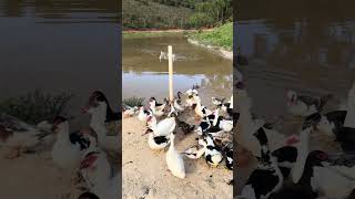 Mais integrantes para a nossa lagoa