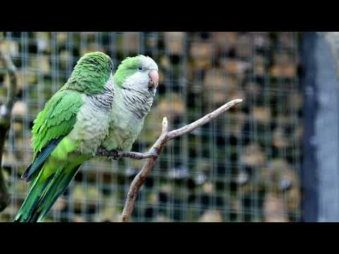 CANTO do PERIQUITO AUSTRALIANO  - 30 Minutos Para TREINAMENTO