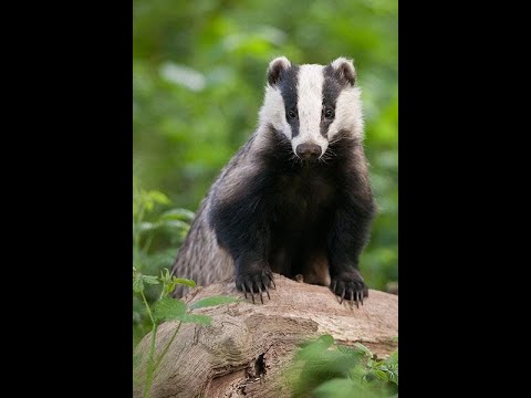 Kodovi emocija - LJUTNJA