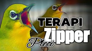 Download lagu Terapi masteran pleci nembak zipper jeda mp3 Download lagu Terapi masteran pleci nembak zipper jeda mp3