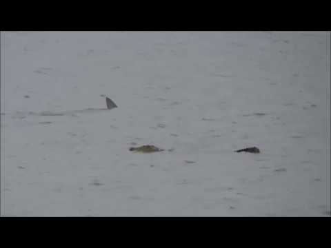 Crocodile attack Shark!