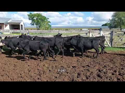 Lote 54 Vaquillonas en Colón, Entre Ríos