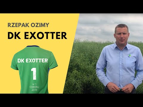 Rzepak ozimy DK Exotter