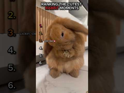Cutest Rabbit Moments Ranked! 🐰✨ #shorts