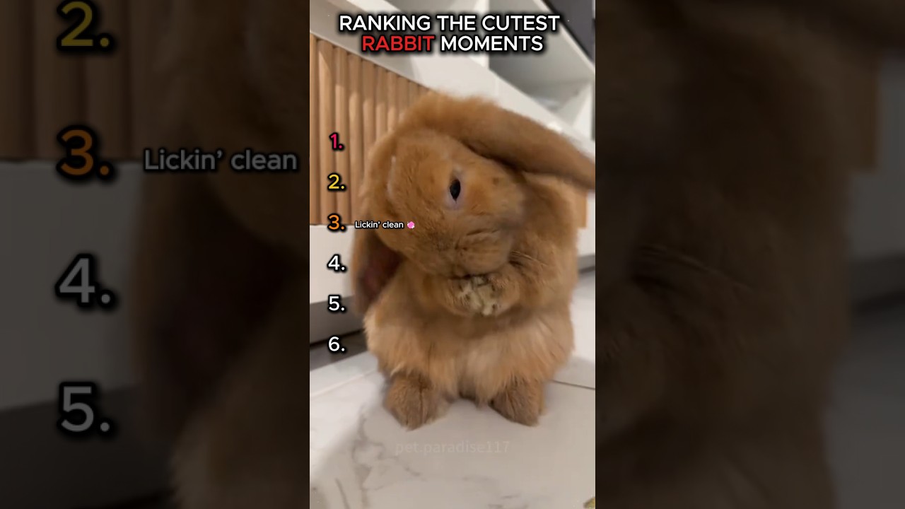 Cutest Rabbit Moments Ranked! 🐰✨ #shorts