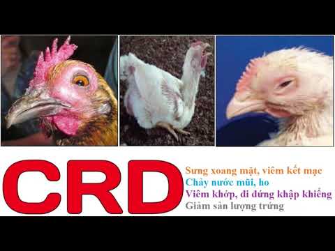 , title : 'Hô hấp mãn tính trên gà CRD, bệnh ghép CCRD nhận biết và phòng trị hiệu quả'