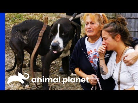 38 Dogs Saved From Horrific Conditions | Pit Bulls & Parolees