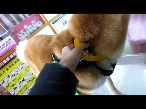 打針前 ㄐㄐ叫(原發表者:果汁媽)(影片)