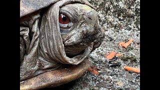 Pancake 🐢 Update &amp; more STREAM’in LIVE!