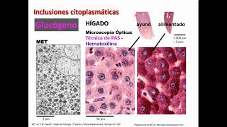 Mitocondrias Inclusiones - Biología Celular y Tisular