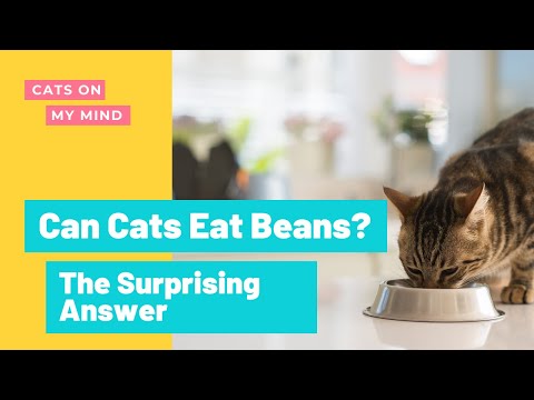Can Cats Eat Beans? The Answer Will Surprise You! - YouTube