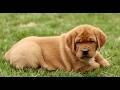 Labrador Retriever dogs for sale: Lenny  - Video 1
