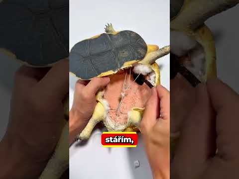 Chudák želva!🐢❤️‍🩹