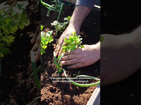 , title : '🌱 Συγκαλλιέργεια λαχανικών σε μικρό χώρο στον κήπο ή στο μπαλκόνι'