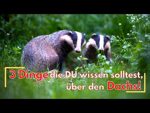 3 Dinge die du über den Dachs wissen solltest