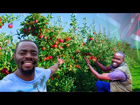 How a 28yr old is making MILLIONS from Apple farming in Kenya Africa