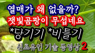 4월말 #샤인머스켓 빈열매가지, 잿빛곰팡이병 피해, 2년차 부초전정 신초유인 방법, 3년차이상 가지비틀기 유…