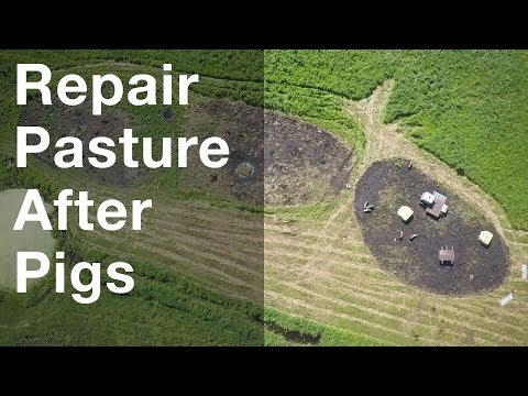 Repairing Pasture After Pigs