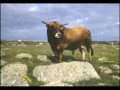 Sones con Banda: El Toro Meco