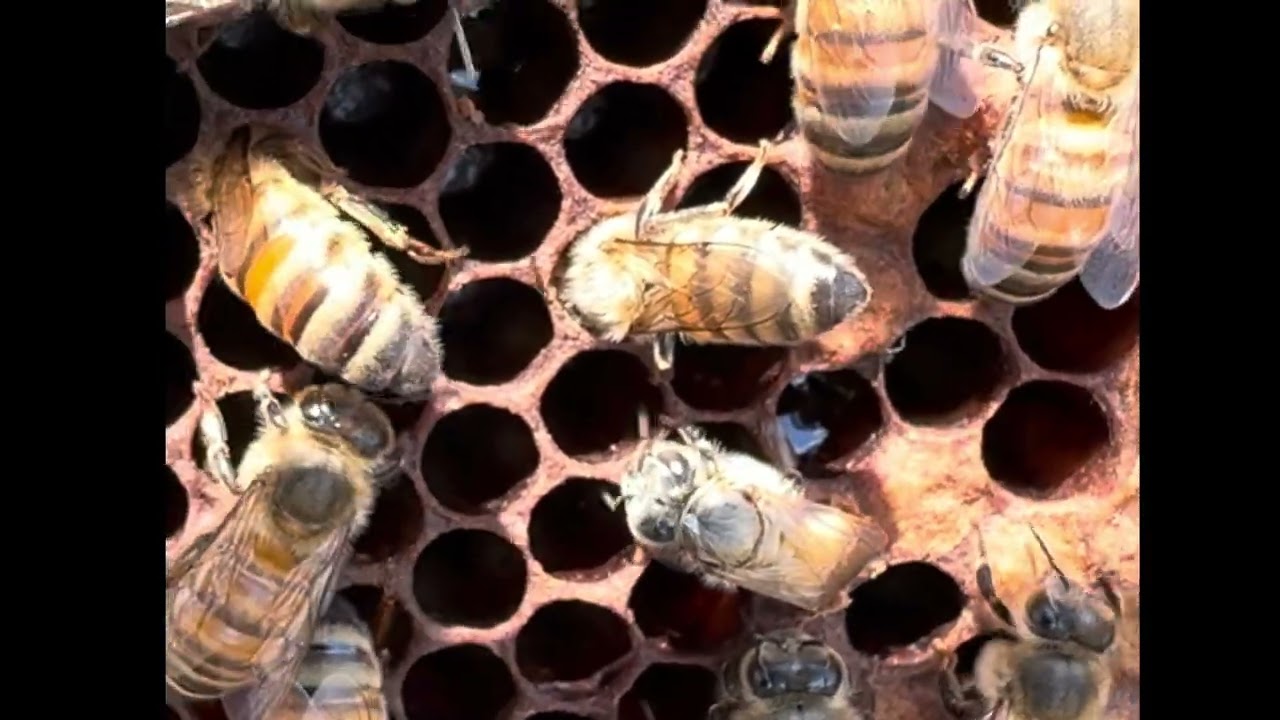 New bee emerging from the hive - Happy Bees Texas