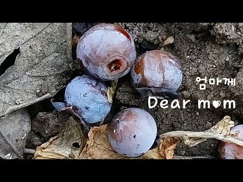 엄마께. 위로받고 싶을 때 이 곡을  Pachabelly  Huma-Huma