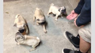 WHO WAS THE REAL BOSLEY?!