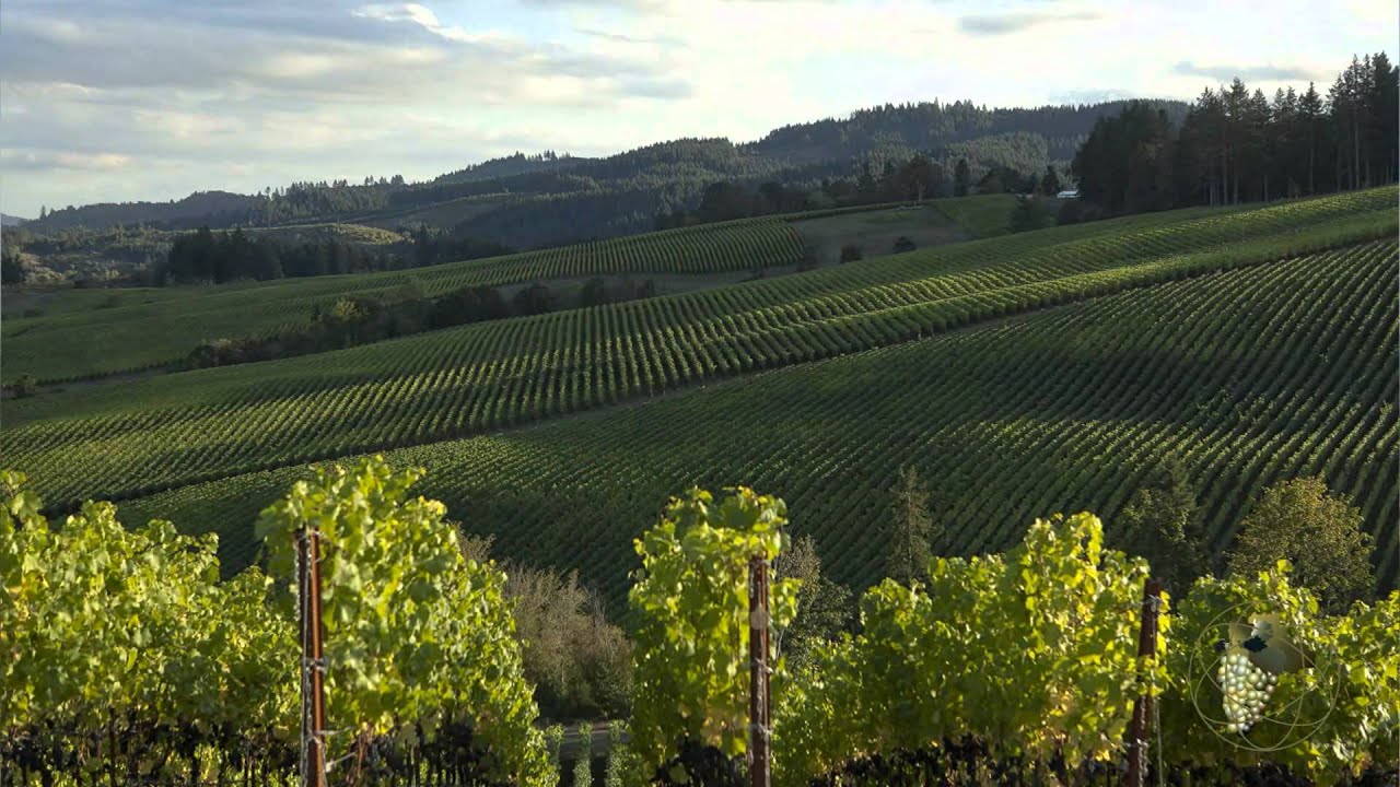 Atlas Vineyard Management Grapes Sales/Marketing
