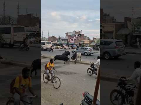 Indian streets are wild 😳