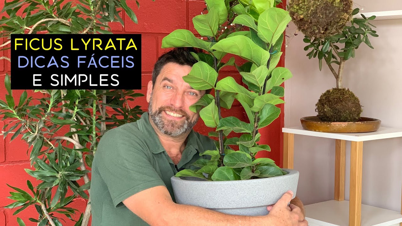 Ficus Lyrata Dicas Fáceis e Simples