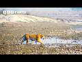 Remarkable New Tiger Behaviours Caught On Camera Tiger Island BBC Earth