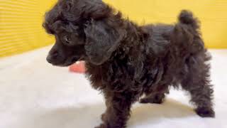 トイプードルの動画01