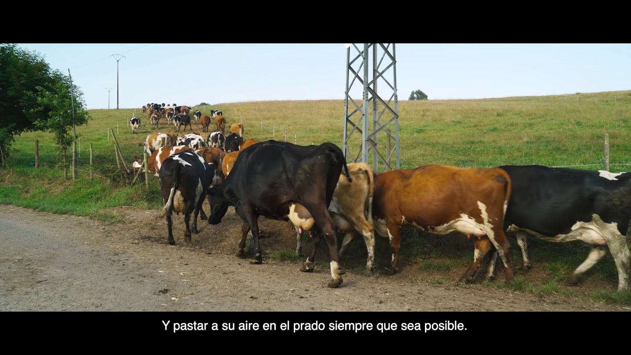 Lactalis celebra 20 años de leche ecológica en España