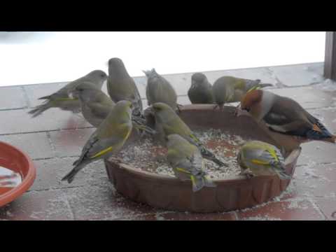 Karmnik 2016 (dzwońce, grubodziób) Hutki Krasnobród