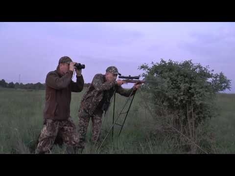 Sau und Rehbock auf der Abendpirsch erlegt! Stalking - wildboer and roebuck killed!