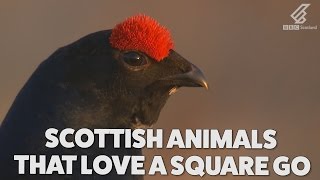 These Scottish animals are quite up for a wee scrap | Highlands - Scotland's Wild Heart