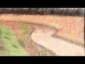 The IMPERIALS - Streams in the Desert - (David Will)