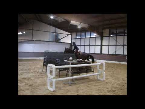 GUSTAVSSON 8j v. Grey Top M** (1,35m) pl.