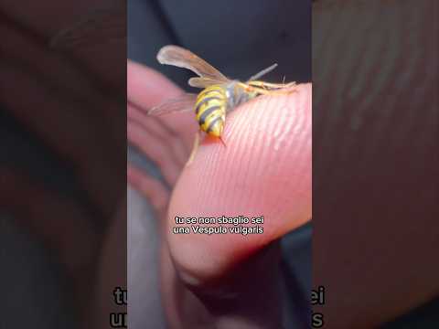 sei mai stato punto da una di loro? 🐝 #animali #wild #vespa #massele #selvatico