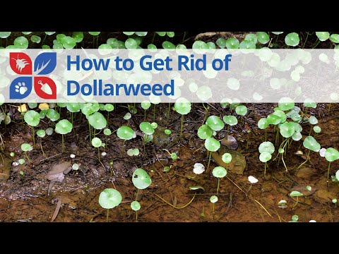  How to Get Rid of Dollarweed Video 