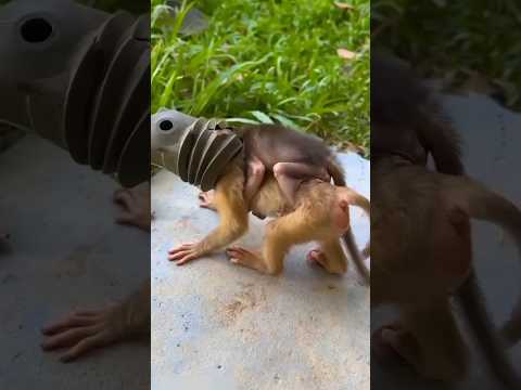 Un acte de pure bonté #Sauvetage #Bienveillance #HérosDuJour #Respect #AnimalEnDétresse