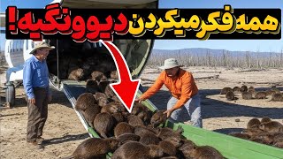 صدها سگ‌آبی در بیابان رها شدند، و یک سال بعد معجزه رخ داد!