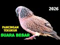 Suara Burung Tekukur Gacor Untuk Pikat Di Tahun 2026 Paling Ampuh Untuk Memanggil Lawan