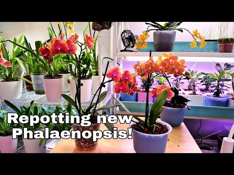 Repotting New Phalaenopsis Orchids! My Repotting Routine + Organic vs Inorganic Media Comparison!