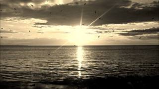 Hummingbird~Three Fish