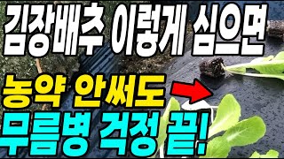 김장배추 이렇게 심어야 농약 안써도 무름병 걱정 끝! 벌레와 병걱정 한방에 해결!