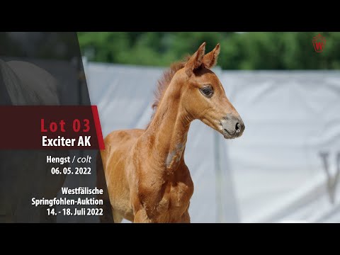 Springfohlen-Auktion Lot 03 Eciter AK Hengst v. Emerald van het Ruytershof - Cornet Obolensky