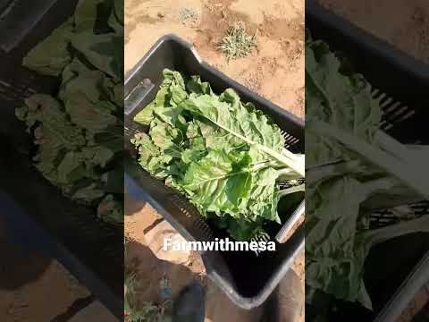 , title : 'farm life - spinach #village #agriculture #southafrica #shorts'