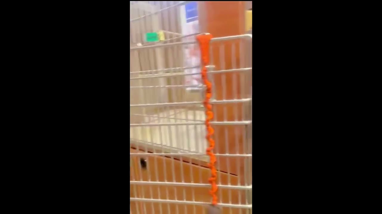 Enlarge Zenway, a ADOPTABLE mixed breed in Toronto, ON video 6/6