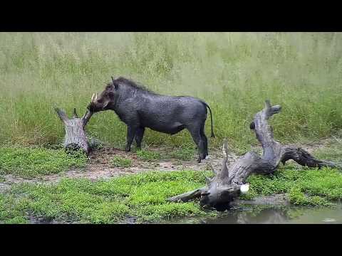 Djuma: Warthog family-three adults and three piglets - 13:10 - 03/13/19