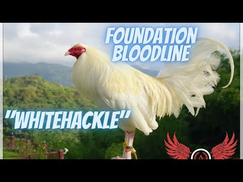 Whitehackle : The 4 Foundation Bloodlines Part 1